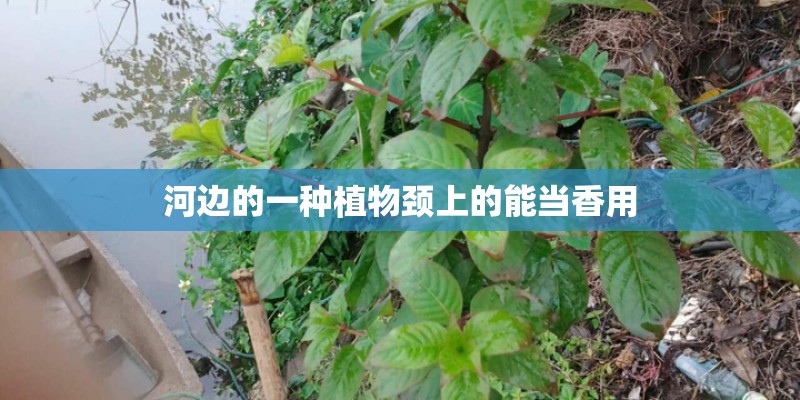 河边的一种植物颈上的能当香用