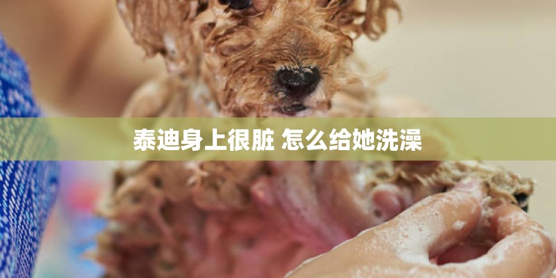泰迪身上很脏 怎么给她洗澡