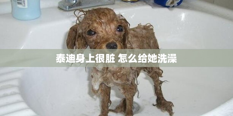 泰迪身上很脏 怎么给她洗澡