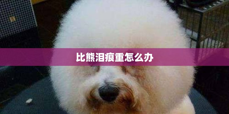 比熊泪痕重怎么办