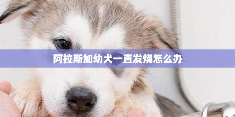 阿拉斯加幼犬一直发烧怎么办