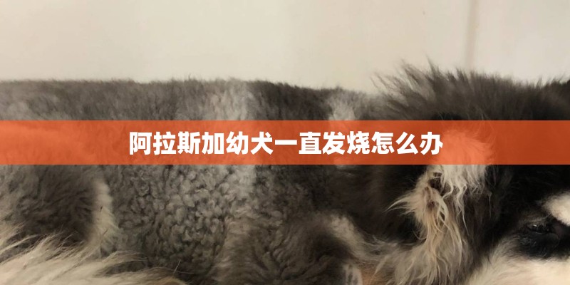 阿拉斯加幼犬一直发烧怎么办