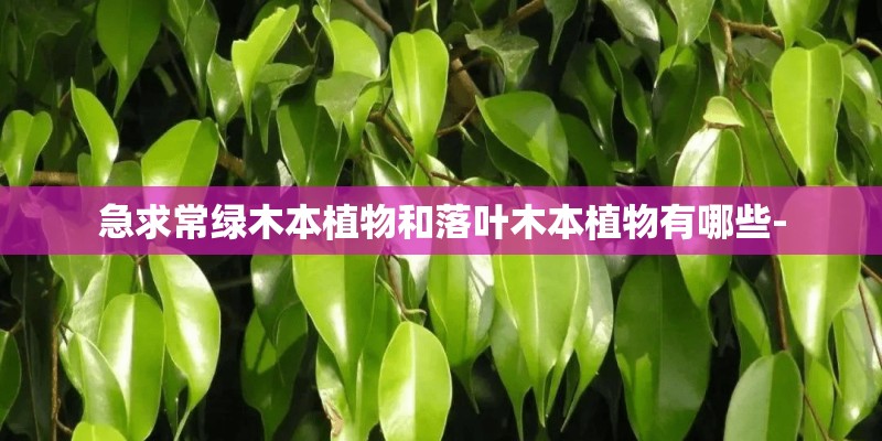 急求常绿木本植物和落叶木本植物有哪些-