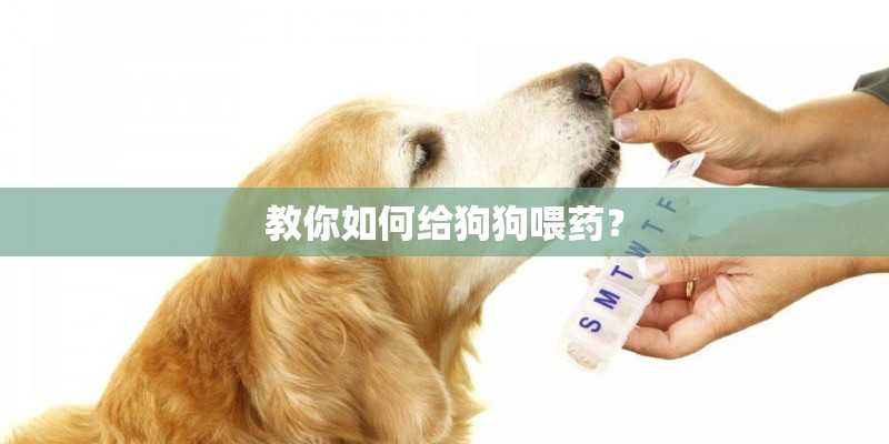 教你如何给狗狗喂药？