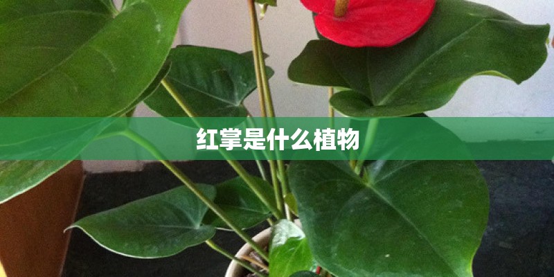 红掌是什么植物