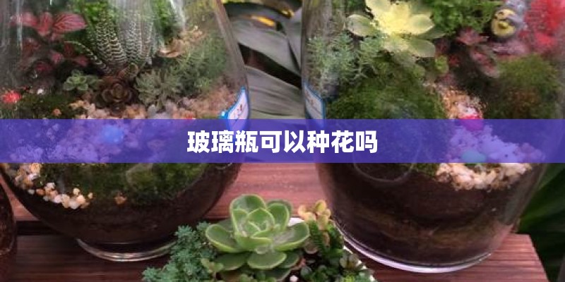 玻璃瓶可以种花吗