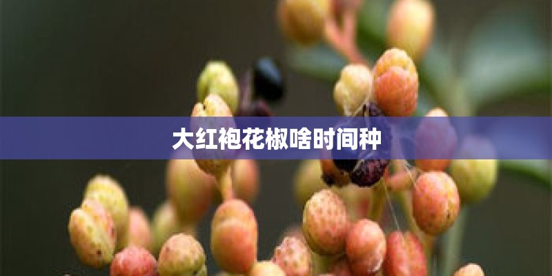 大红袍花椒啥时间种