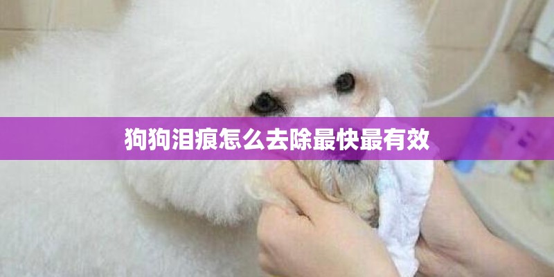 狗狗泪痕怎么去除最快最有效