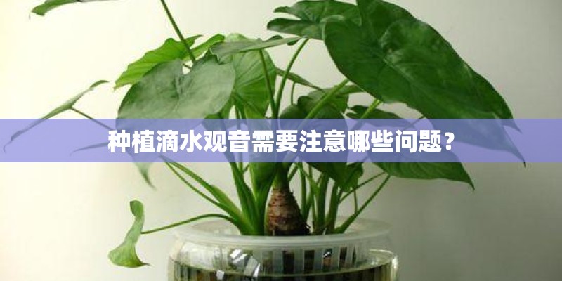 种植滴水观音需要注意哪些问题？