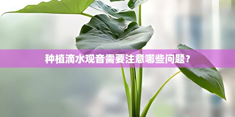 种植滴水观音需要注意哪些问题？