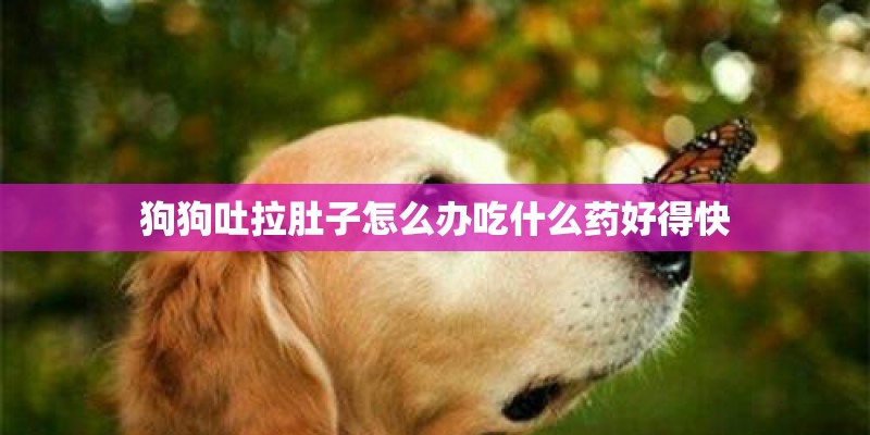 狗狗吐拉肚子怎么办吃什么药好得快