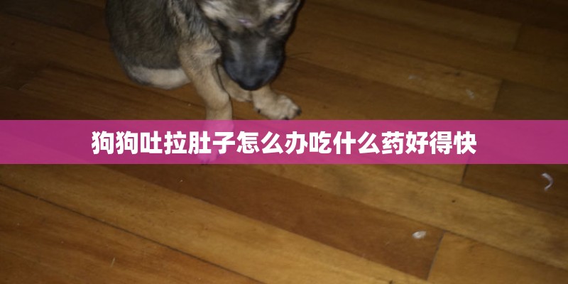 狗狗吐拉肚子怎么办吃什么药好得快