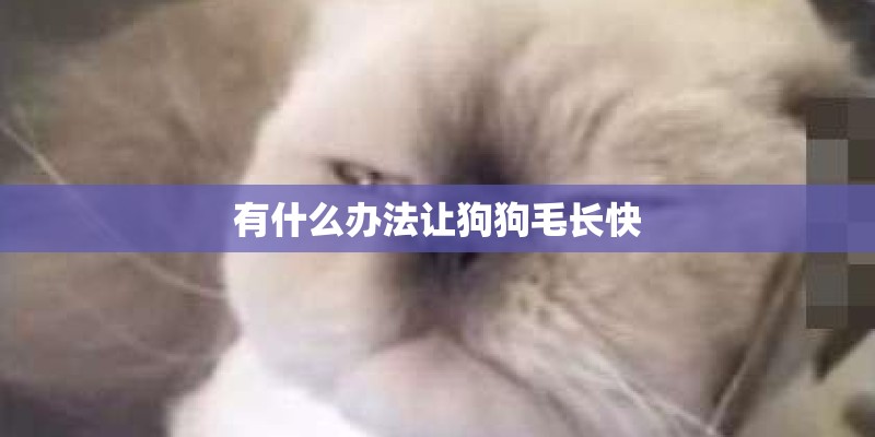 有什么办法让狗狗毛长快
