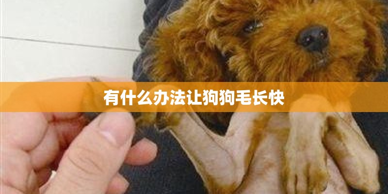 有什么办法让狗狗毛长快