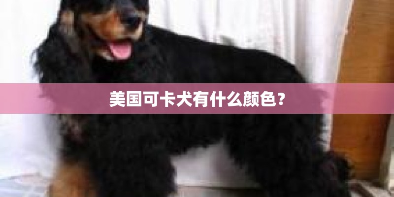 美国可卡犬有什么颜色？