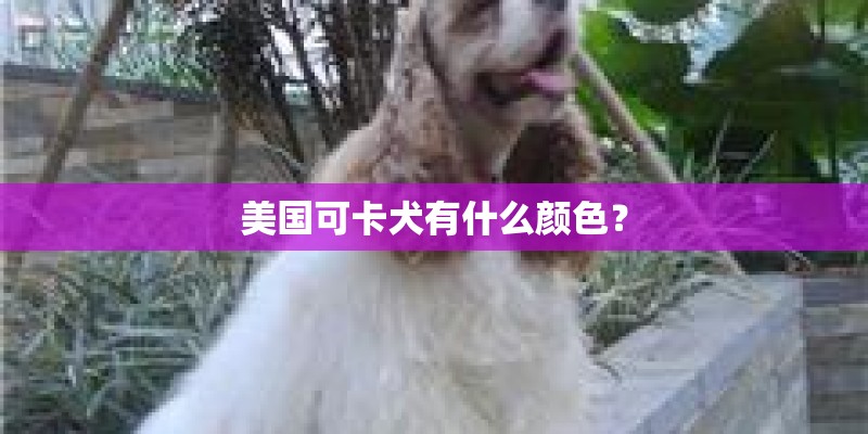 美国可卡犬有什么颜色？