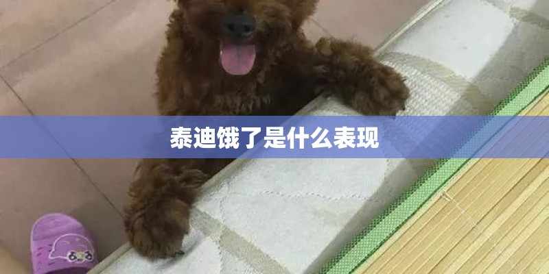 泰迪饿了是什么表现