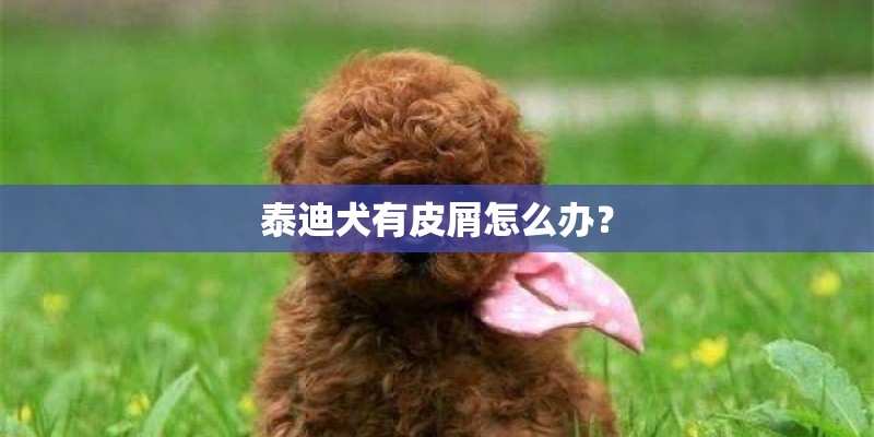 泰迪犬有皮屑怎么办？