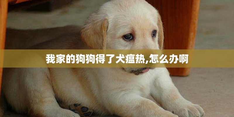 我家的狗狗得了犬瘟热,怎么办啊