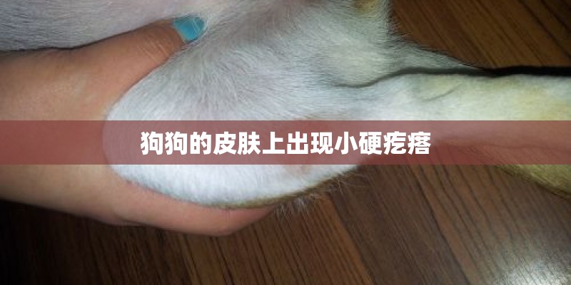 狗狗的皮肤上出现小硬疙瘩