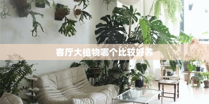 客厅大植物哪个比较好养