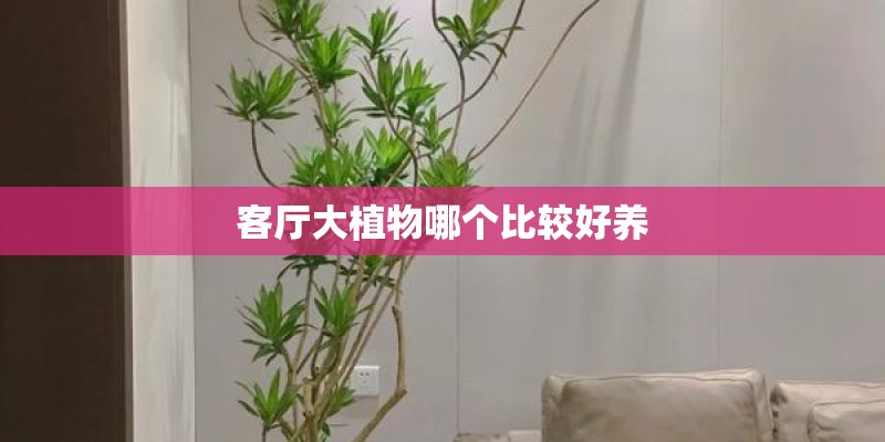 客厅大植物哪个比较好养