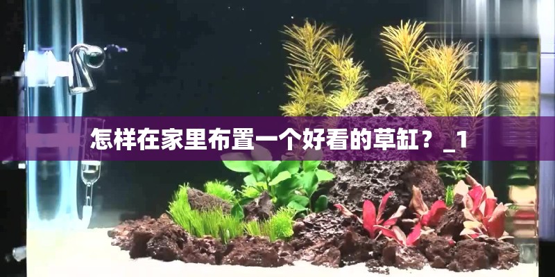 怎样在家里布置一个好看的草缸？_1