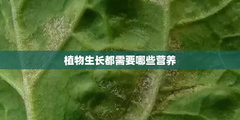 植物生长都需要哪些营养