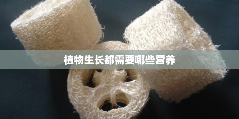 植物生长都需要哪些营养
