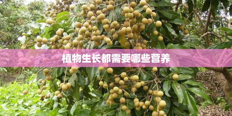 植物生长都需要哪些营养