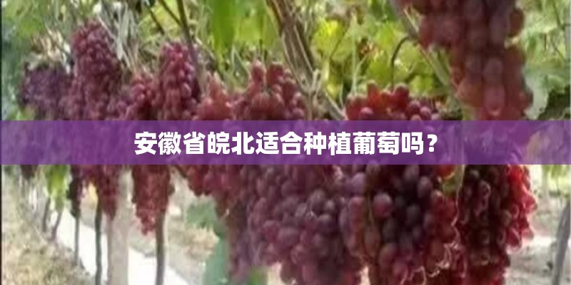 安徽省皖北适合种植葡萄吗？