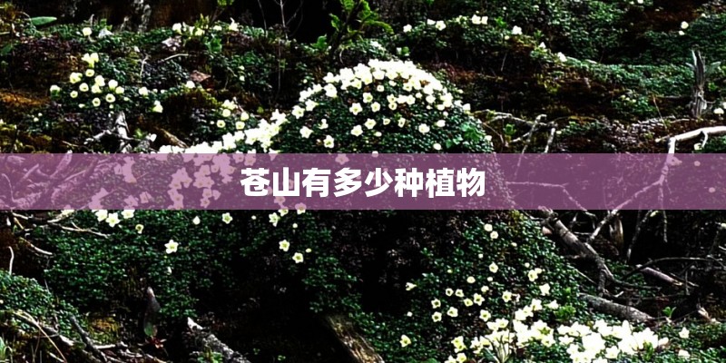苍山有多少种植物