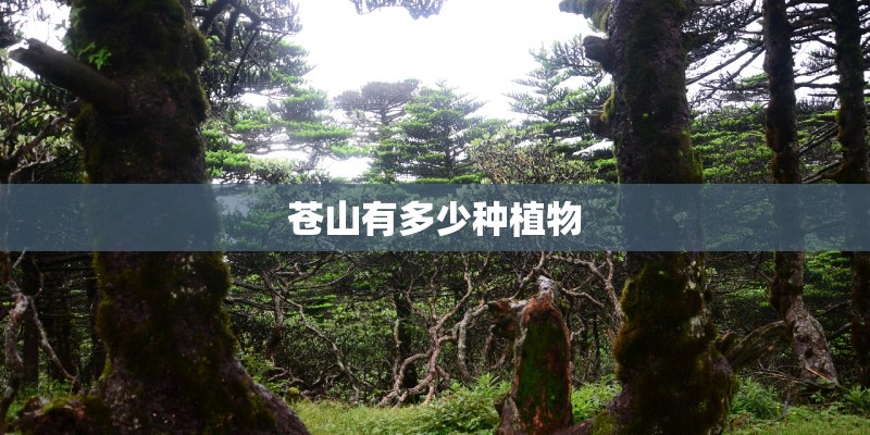 苍山有多少种植物