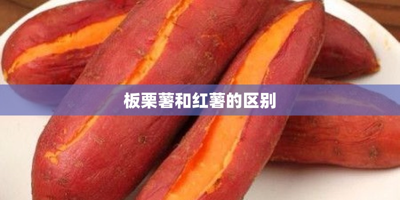 板栗薯和红薯的区别