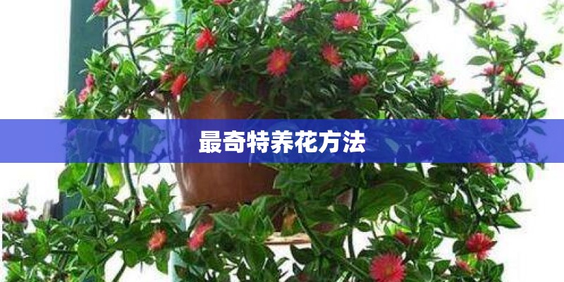 最奇特养花方法