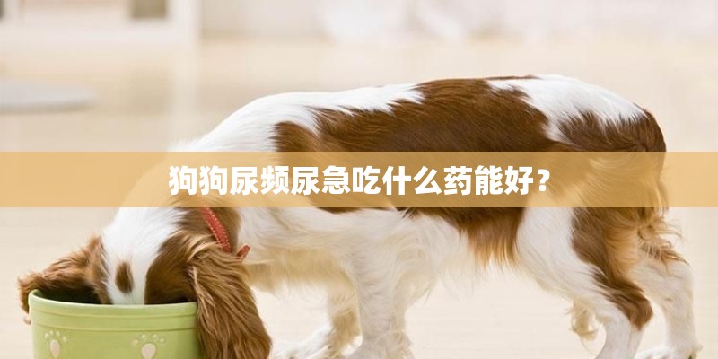 狗狗尿频尿急吃什么药能好? 狗狗尿频尿急吃什么药能好?