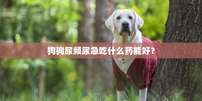 狗狗尿频尿急吃什么药能好? 狗狗尿频尿急吃什么药能好?