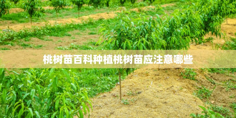 桃树苗百科种植桃树苗应注意哪些