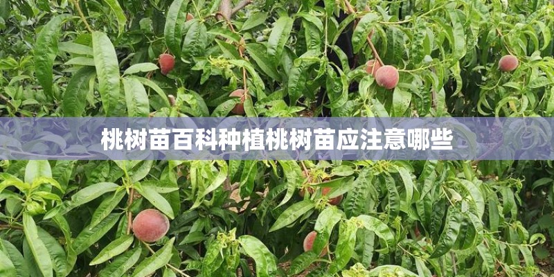 桃树苗百科种植桃树苗应注意哪些