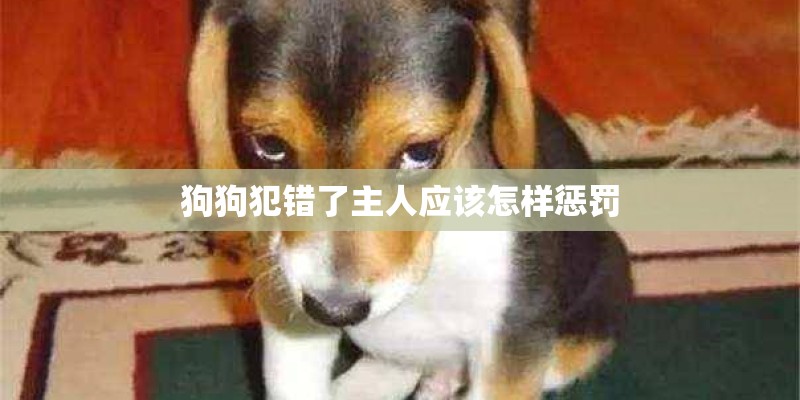 狗狗犯错了主人应该怎样惩罚