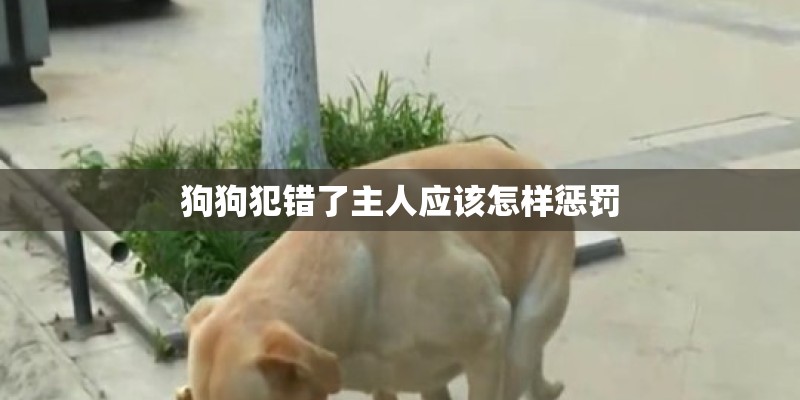 狗狗犯错了主人应该怎样惩罚