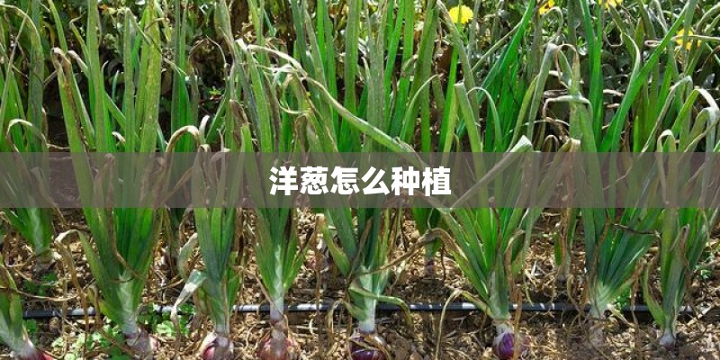 洋葱怎么种植