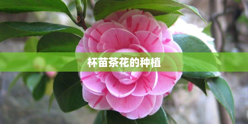 杯苗茶花的种植