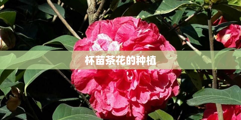 杯苗茶花的种植