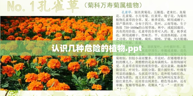 认识几种危险的植物.ppt