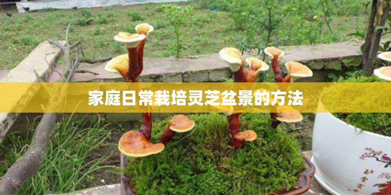家庭日常栽培灵芝盆景的方法