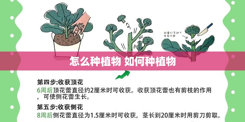 怎么种植物 如何种植物