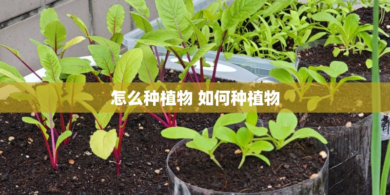 怎么种植物 如何种植物