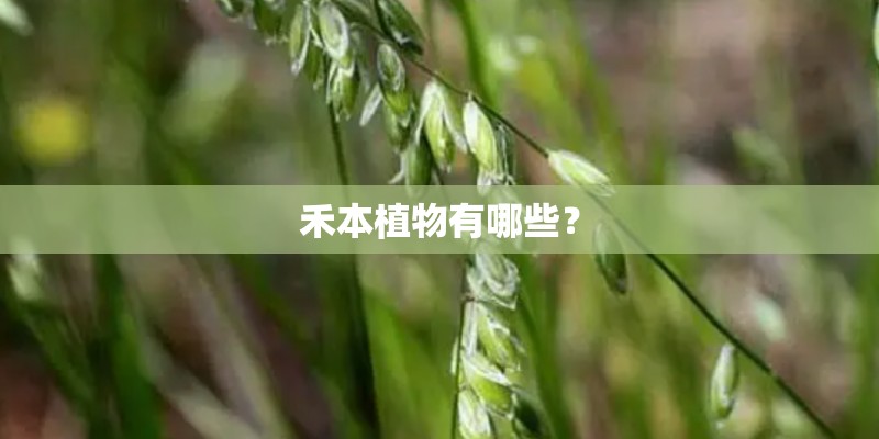 禾本植物有哪些？