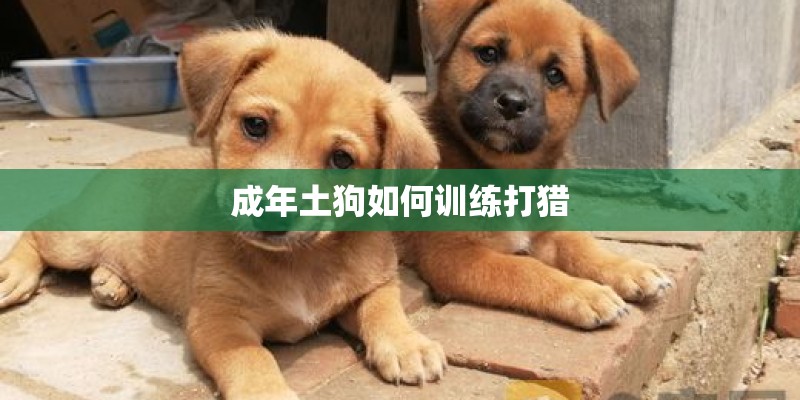 成年土狗如何训练打猎